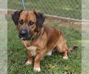 Basset Hound-Unknown Mix Dogs for adoption in Royal Palm Beach, FL, USA
