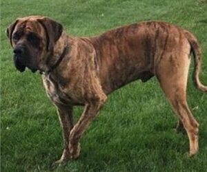 Father of the Mastiff puppies born on 03/31/2019