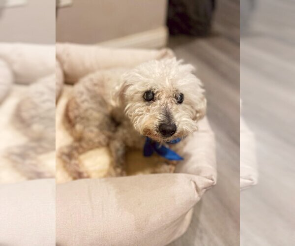 Medium Photo #4 Poodle (Miniature) Puppy For Sale in  Ramona, CA, USA