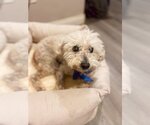 Small #3 Poodle (Miniature)