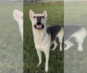 German Shepherd Dog-Unknown Mix Dogs for adoption in Rosenberg, TX, USA