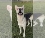 ELRICK - Male German Shepherd Dog-Unknown Mix Dog for Adoption - Small photo