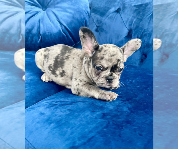 Medium Photo #58 French Bulldog Puppy For Sale in SCREVEN, GA, USA