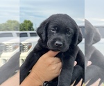 Small Photo #4 Labrador Retriever Puppy For Sale in MARION, SC, USA
