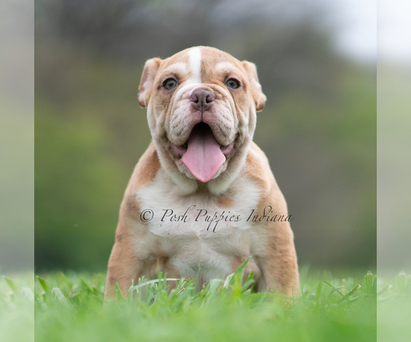 Medium Photo #7 Bulldog Puppy For Sale in WARSAW, IN, USA
