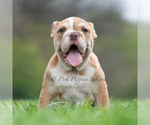 Small #6 Bulldog