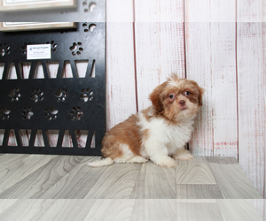 Shih Tzu Puppy for sale in MARIETTA, GA, USA