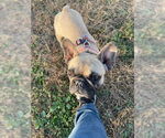 Small #5 French Bulldog