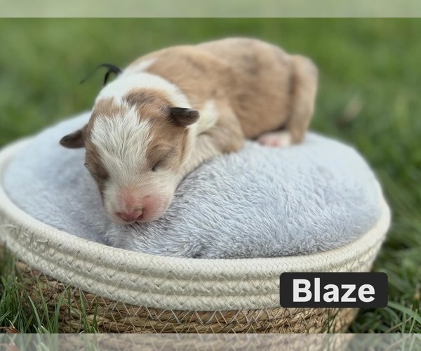 Medium Photo #1 Border Collie Puppy For Sale in MESA, WA, USA