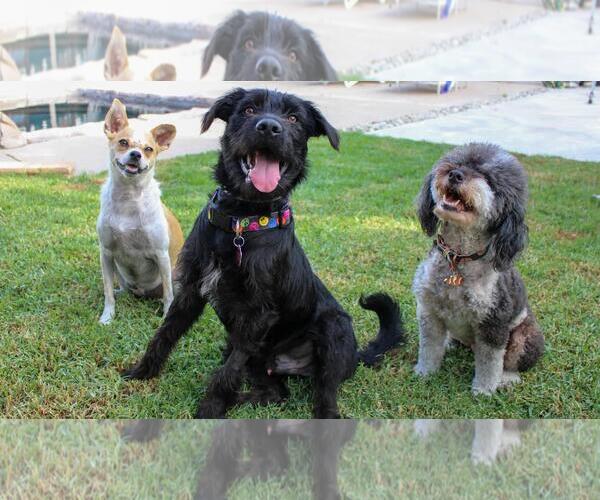 Medium Photo #7 German Wirehaired Pointer-Unknown Mix Puppy For Sale in Newport Beach, CA, USA