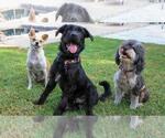 Small #6 German Wirehaired Pointer Mix