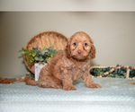 Small #1 Goldendoodle (Miniature)