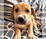 Small #3 Labrador Retriever Mix