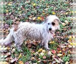 Small Photo #2 Lhasa Apso-Unknown Mix Puppy For Sale in Missouri City, TX, USA