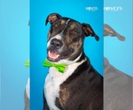 Small Bull Terrier Mix