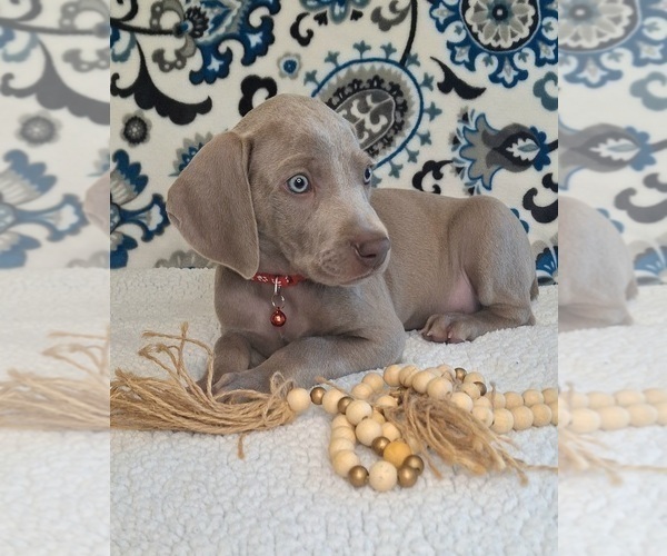 Medium Photo #9 Weimaraner Puppy For Sale in LEWISBURG, KY, USA