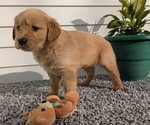 Puppy 7 Golden Retriever