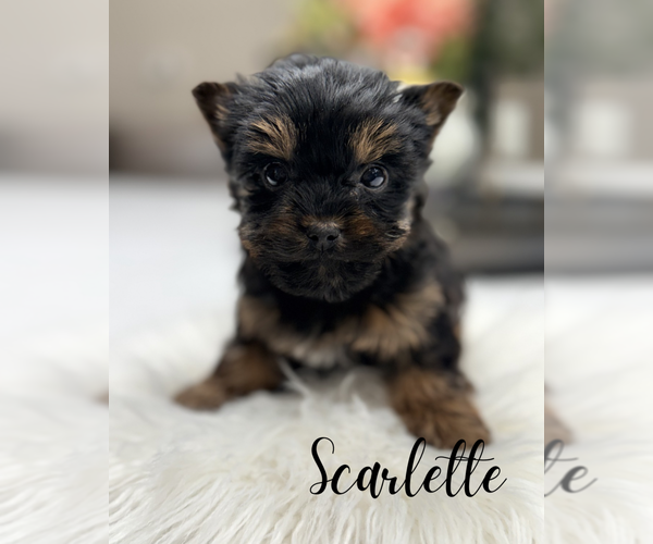 Medium Photo #8 Yorkshire Terrier Puppy For Sale in ADDISON, IL, USA