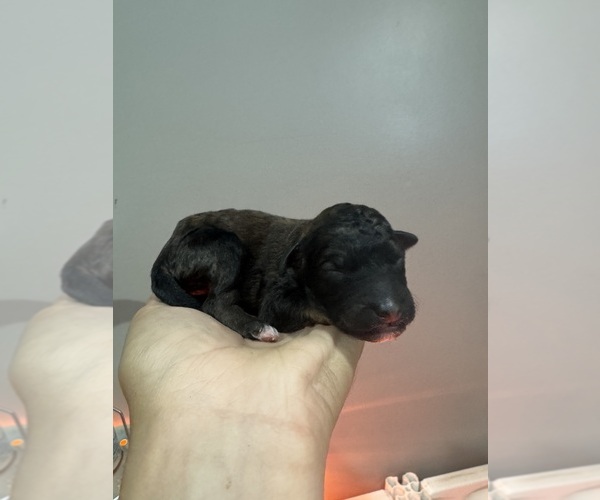 Medium Photo #6 Poodle (Standard) Puppy For Sale in LONGMONT, CO, USA