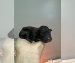 Small #5 Poodle (Standard)