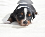 Small #1 Miniature Australian Shepherd