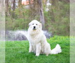 Small #2 Great Pyrenees