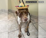 Small #6 Brittany-German Shorthaired Pointer Mix
