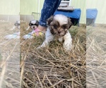 Small Photo #39 Shih Tzu Puppy For Sale in VENETA, OR, USA