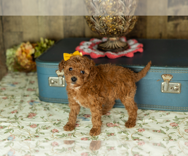 Medium Photo #28 Miniature Labradoodle Puppy For Sale in NAPPANEE, IN, USA