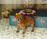 Small Photo #28 Miniature Labradoodle Puppy For Sale in NAPPANEE, IN, USA