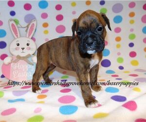 Boxer Puppy for sale in CABOOL, MO, USA