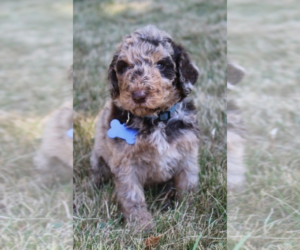 Medium Photo #47 Goldendoodle Puppy For Sale in HOWARD CITY, MI, USA