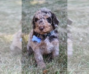 Medium Goldendoodle
