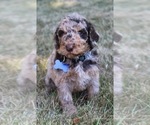 Puppy Bryson Goldendoodle
