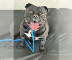 Bulldog-Unknown Mix Dogs for adoption in Las Vegas, NV, USA