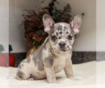Small #4 French Bulldog