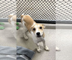 Mutt Dogs for adoption in Sterling, MA, USA