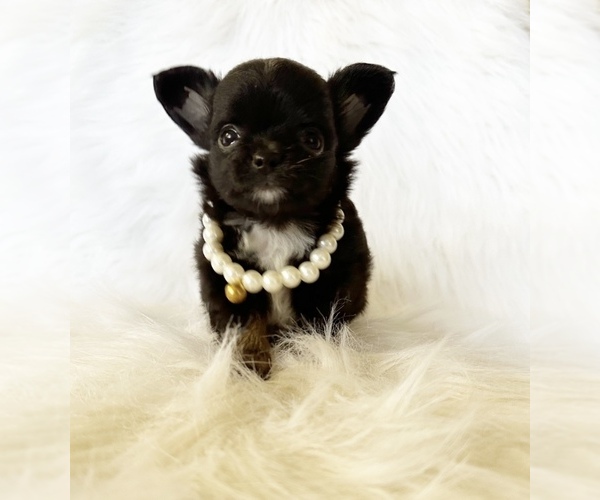 Medium Photo #5 Chihuahua Puppy For Sale in SACRAMENTO, CA, USA