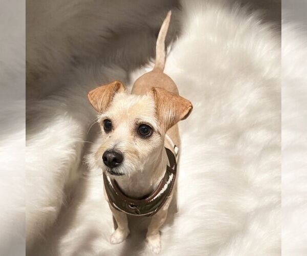 Medium Photo #1 Mutt Puppy For Sale in Menifee, CA, USA