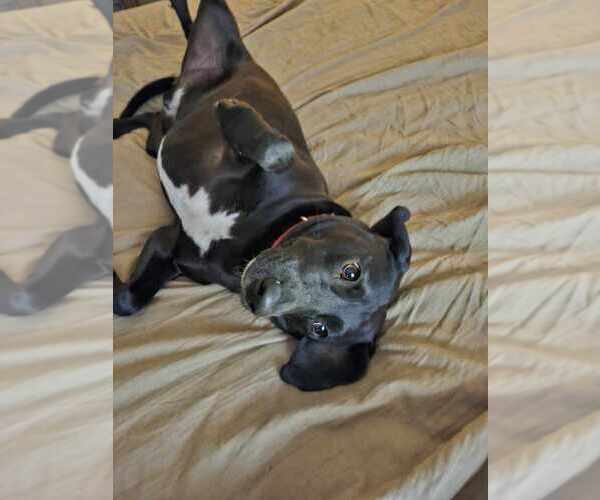 Medium Photo #3 Labrador Retriever-Unknown Mix Puppy For Sale in Boston, MA, USA