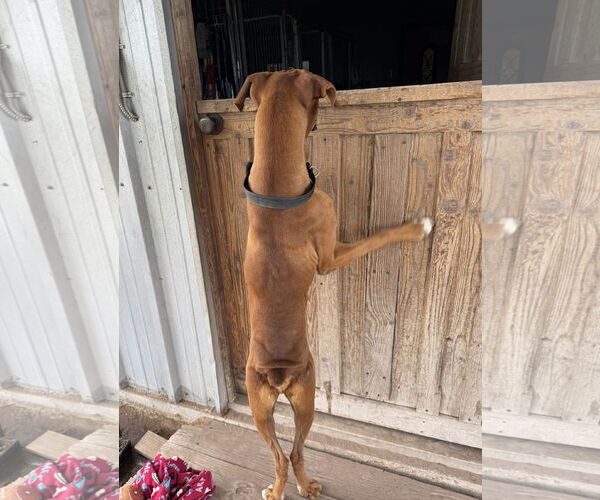 Medium Photo #4 Boxer Puppy For Sale in Dumont, NJ, USA