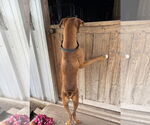 Small #3 Boxer