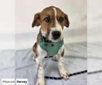 Small #1 Border Collie-Saint Bernard Mix