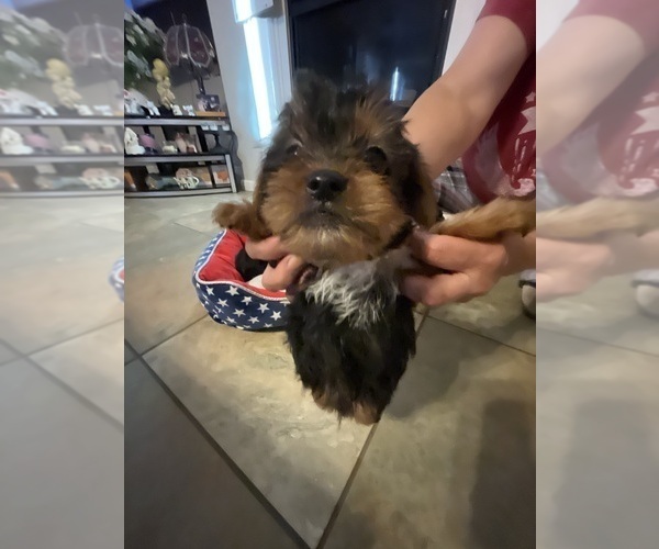 Medium Photo #21 Yorkshire Terrier Puppy For Sale in RANCHO CORDOVA, CA, USA