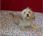 Small #2 Cavachon