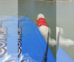 Small #3 Great Pyrenees