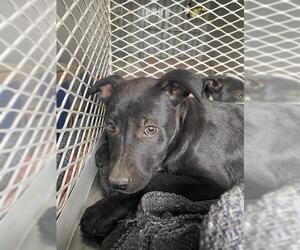 Labrador Retriever Dogs for adoption in Bakersfield, CA, USA