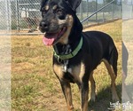 Small #1 Labrador Retriever Mix