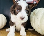 Small Photo #1 Sheepadoodle Puppy For Sale in HUNTINGTON BEACH, CA, USA