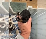 Small #4 Aussiedoodle Miniature 